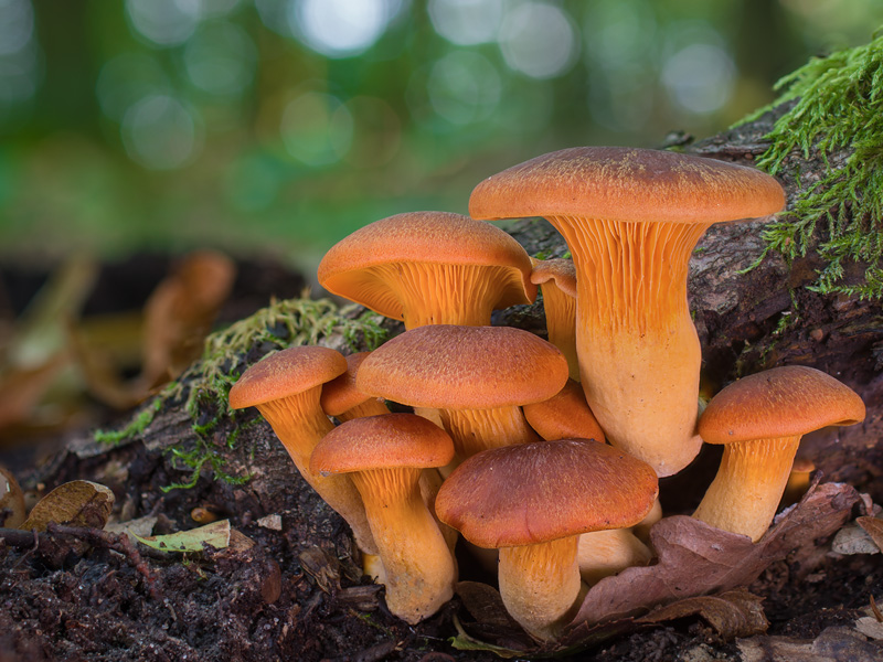 Omphalotus olearius